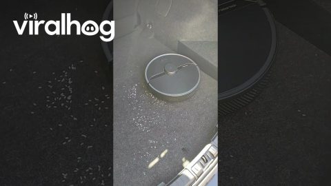 Helpful Robot Vacuum Cleans Car Trunk || ViralHog