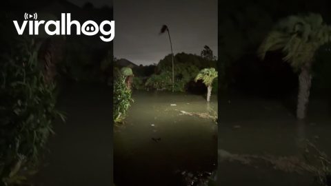 Hurricane Helene Floods Homes in Clearwater, Florida || ViralHog