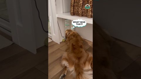 Laid Back Dog Doesn't Mind Door Closing || ViralHog