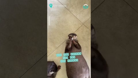 Otter Juggles Ice Cube || ViralHog