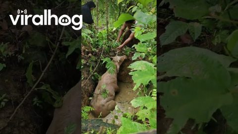 Lost Buffalo Rescued From Water Well || ViralHog