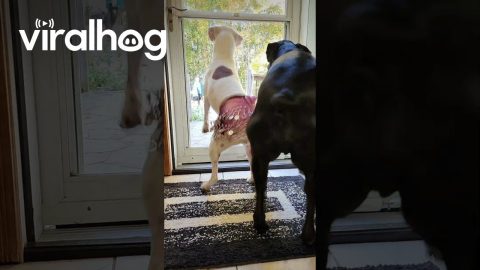 Boxer Wiggles In Belly Dancing Skirt || ViralHog