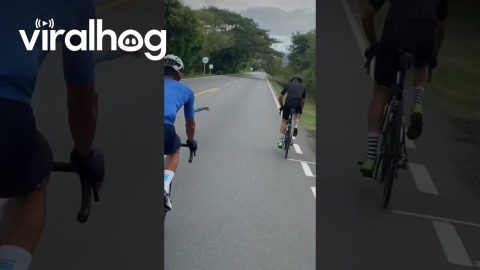 Bicycling With The Birds || ViralHog