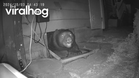 Large Bear Wiggles Out from Under Home || ViralHog
