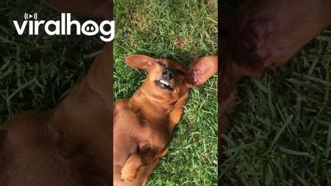 Lola Feeling Good || ViralHog