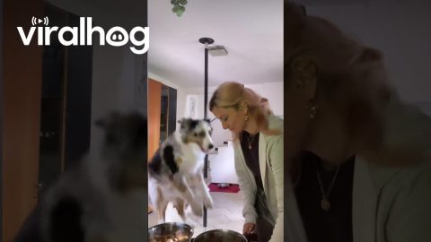 Australian Shepherd Jumps For Mealtime || ViralHog