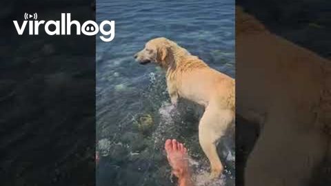 Dog Dives Into Sea For Large Stones || ViralHog
