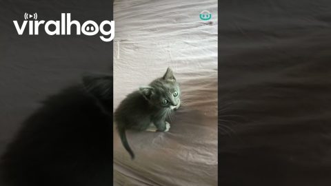Tiny Kitten Takes a HUGE Climb || ViralHog