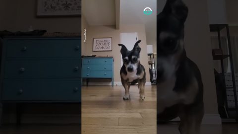 Adorable Patient Pup Waits for Owner || ViralHog