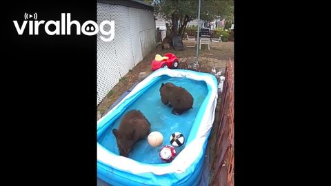 Four Bears Play In Backyard Pool || ViralHog