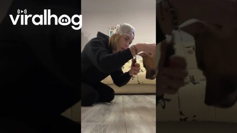 Canine Nail Trimming Lifehack || ViralHog