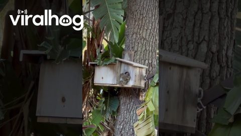 Adorable Baby Squirrels Peek Out of Their House || ViralHog