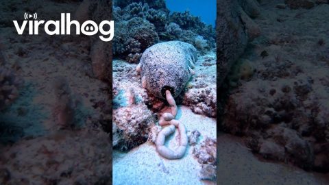 Sea Cucumber Drops Off Load Of Digested Sand || ViralHog
