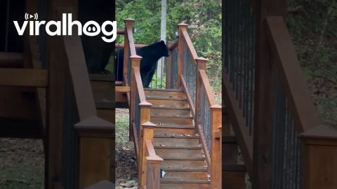 Black Bear Inspects Cabin Steps || ViralHog