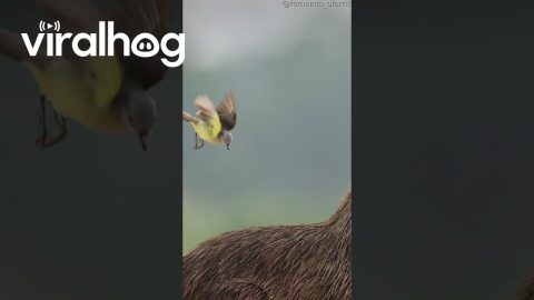 Birds Use Capybaras to Catch Bugs || ViralHog