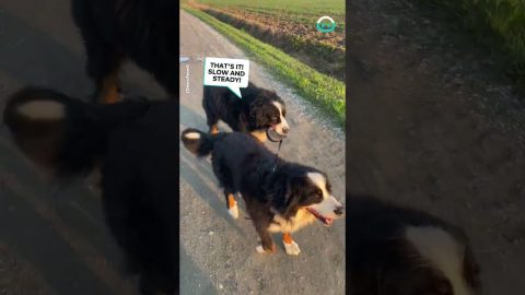 Dog Twins Go For a Walk || ViralHog