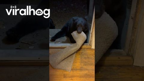 Sleepy Bear Tries To Hibernate In Rug || ViralHog