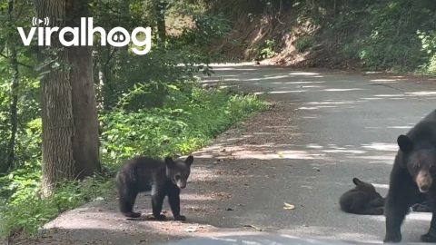 Road Blocked by Family of Bears || ViralHog