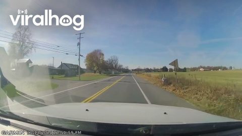Husband Gets Distracted by Deer While Driving || ViralHog