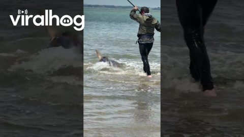 Fisher Releases Hooked Shark || ViralHog