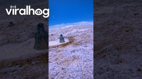 Strange Sea Creature Buried in Sand || ViralHog