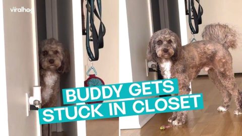Buddy Gets 'STUCK' in the Closet || ViralHog