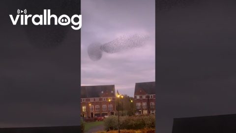 Starling Murmuration at Sunset || ViralHog
