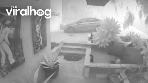 Security Camera Footage Shows Wildfire Reaching Homes in Camarillo || ViralHog