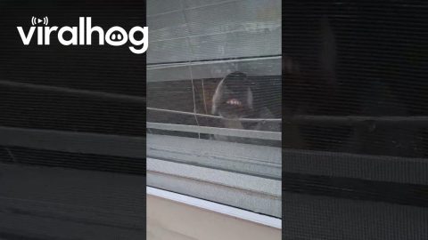 When It's Time to Leave Your Dog at Home || ViralHog