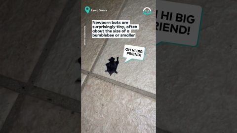 Tiny Bat On The Bathroom Floor || ViralHog