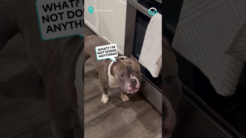Cute Doggo Thinks He's Super Sneaky || ViralHog