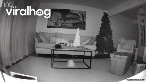 Cat Will Not Let Christmas Tree Stand || ViralHog