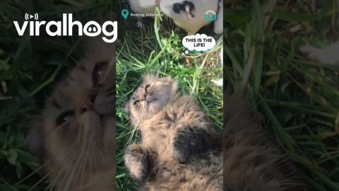 Kitten loves her Guinea Pig Friends || ViralHog