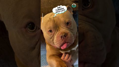 A Purring Dog! || ViralHog
