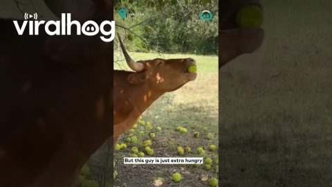 Cow Munches On Oranges|| ViralHog
