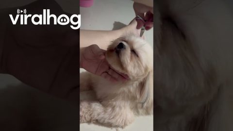 Dog Relaxes During Haircut || ViralHog