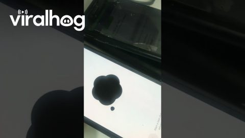 Voice Assistant Used To Cancel Subscription || ViralHog