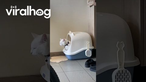 Cat Startled By It's Own Smell || ViralHog