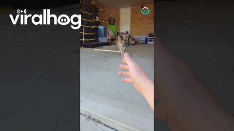 German Shepherd Makes a Great Colleague || ViralHog