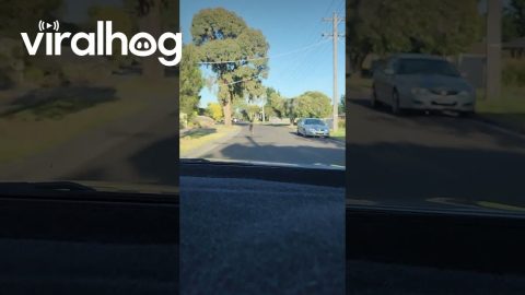Large Kangaroo Hops Down Craigieburn Street || ViralHog