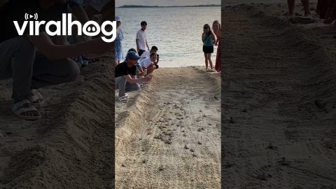 Baby Sea Turtles Race To Open Waters || ViralHog