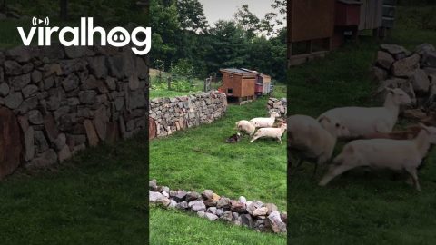 Bulldog Doesn't Appreciate Sheep || ViralHog