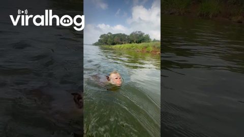 Swimming Monkey || ViralHog