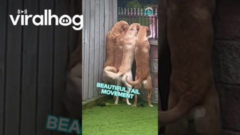Doggies Know Their Biscuit Lady! || ViralHog