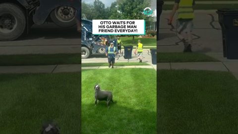 Pup loves His Garbage Man Friend || ViralHog
