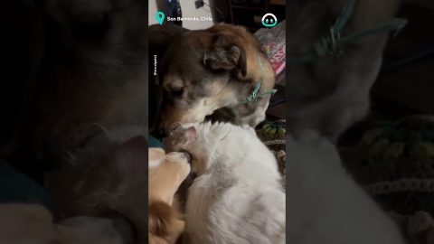 Adopted Kitty Meets New Siblings || ViralHog