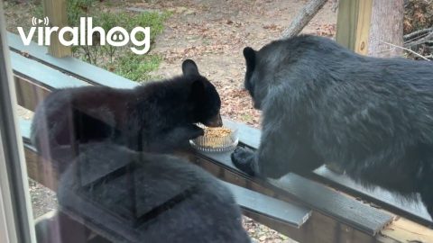 Mama Black Bear and Three Cubs Feed on Birdseed After Hurricane || ViralHog