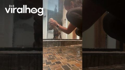 Dachshund Helps With Chores || ViralHog