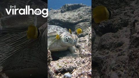 Fish Clean Turtle || ViralHog