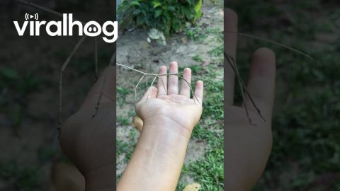 Dancing Stick Bug || ViralHog
